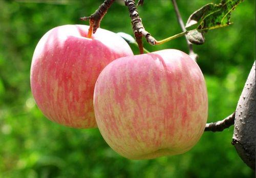 南岸苹果城吃瓜,瓜果飘香，品味夏日清凉时光