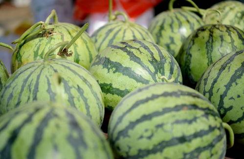 济宁新农人吃瓜,济宁新农人夏日吃瓜乐享田园生活
