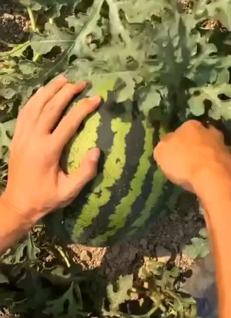 吃西瓜视频瓜地里,吃西瓜视频带你领略田园风光