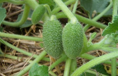 可以吃的喷瓜,探索天然喷香果实的独特风味