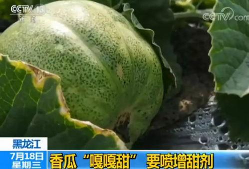 可以吃的喷瓜,探索天然喷香果实的独特风味