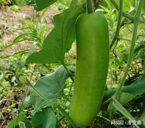 瓠子瓜产妇怎么吃