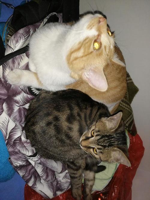 猫咪吃瓜集锦视频,猫咪吃瓜集锦欢乐多