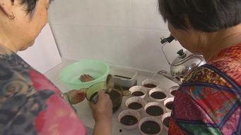 阿姨吃瓜事件,一场引发网友热议的街头奇观