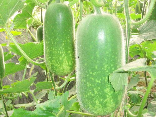 吃瓜中瓜条是什么意思啊,网络流行语的趣味解读