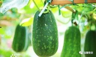 在窗户吃瓜,夏日悠然时光