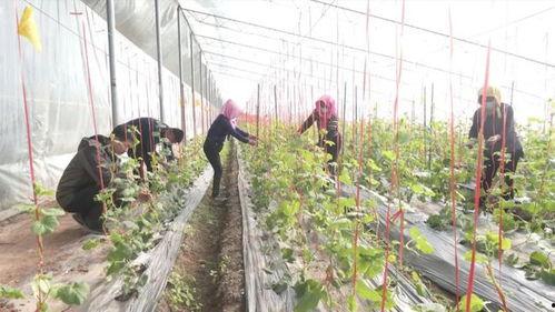 白梨瓜怎么吃,解锁夏日清新美味